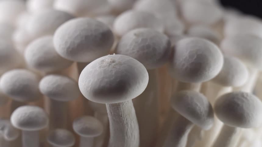 Clustered white mushrooms with round caps stand against a dark blurred background