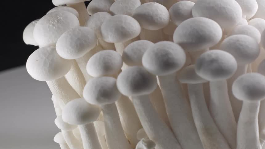 Cluster of white mushrooms with thin stems and rounded caps