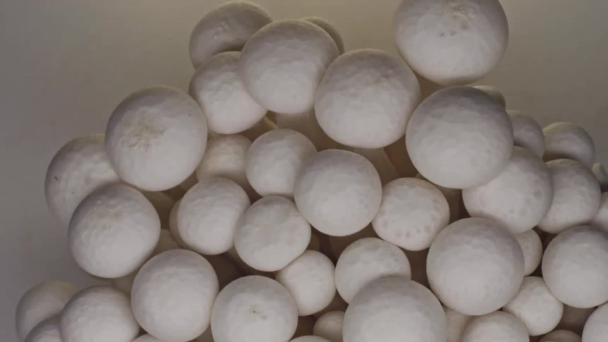 A dense cluster of fresh white mushrooms