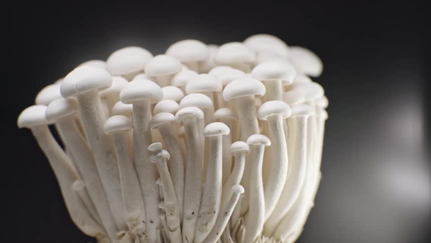 A detailed tight closeup of the smooth rounded white caps and textured stems of a dense cluster of shimeji mushrooms against a dark background