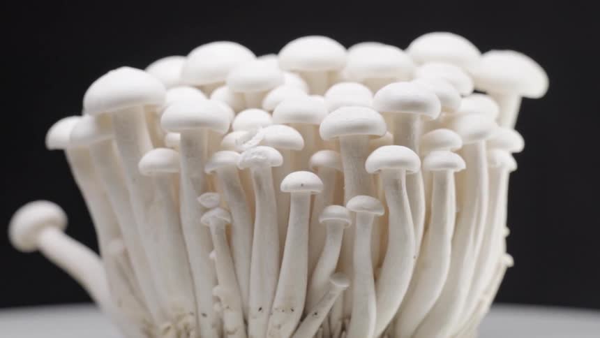 Cluster of white mushrooms with long stems and small caps on a light surface
