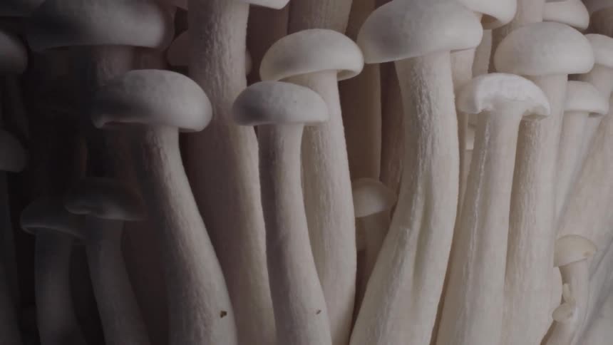 Tall slender white mushrooms with elongated stems and small rounded caps stand densely packed together forming a vertical organic pattern against a dark background