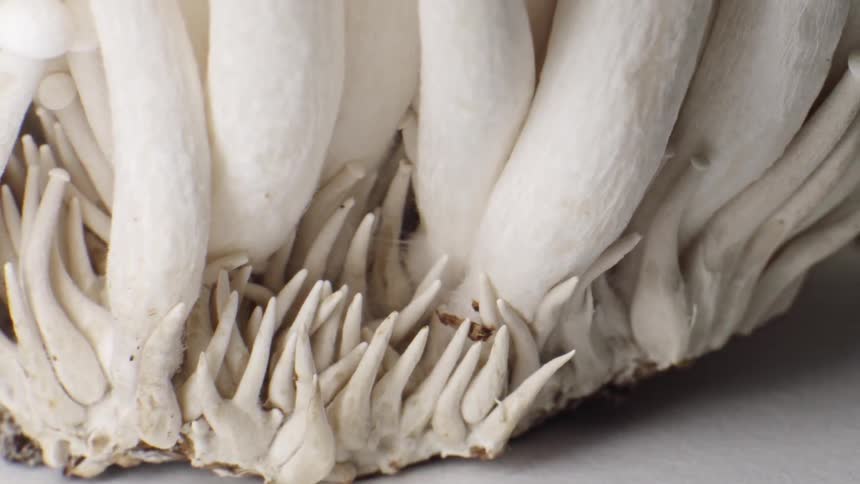 Closeup of clustered hon shimeji mushroom caps and thin stems against a soft white background