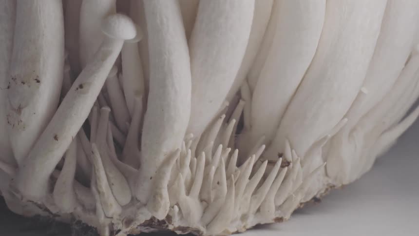 White mushroom base showing compacted stems and visible mycelium on a light surface