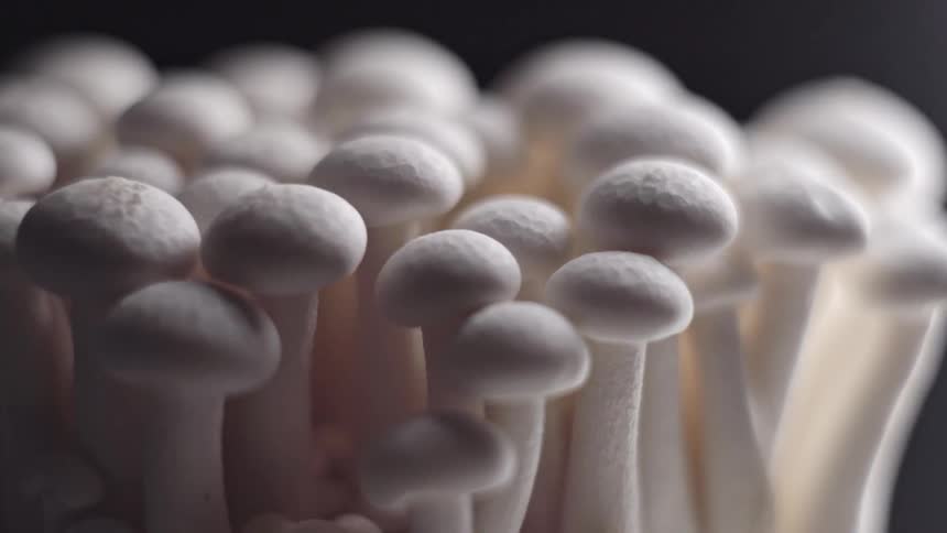 Closeup of white mushroom clusters growing tightly together against a dark background