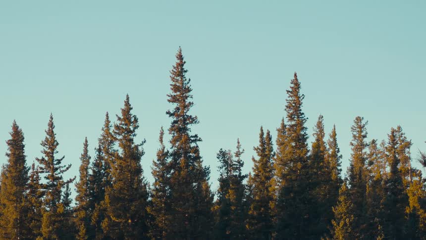 A static shot captures the upper canopy of a dense forest composed of tall dark evergreen trees silhouetted against a calm clear blue sky during the daytime