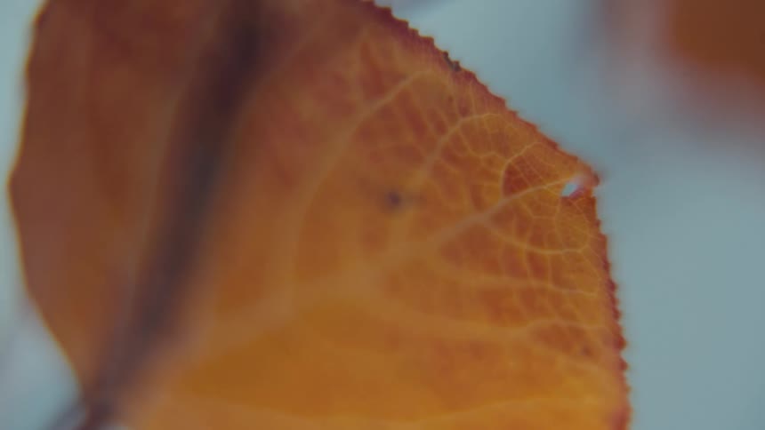 A macro closeup of an autumn leaf reveals intricate veins and a tiny bead of moisture glowing in warm orange tones against a softly blurred backdrop