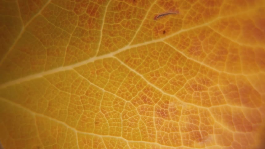 Closeup of an orange leaf showing its vein network