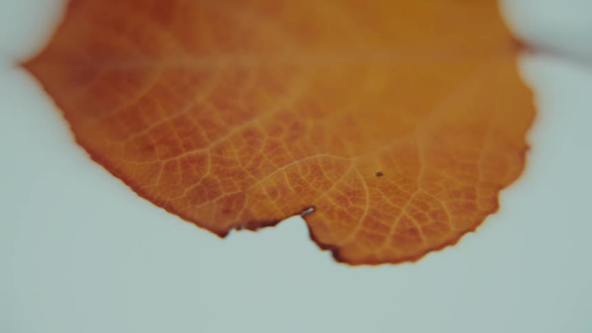 Orange leaf in closeup highlighting its texture