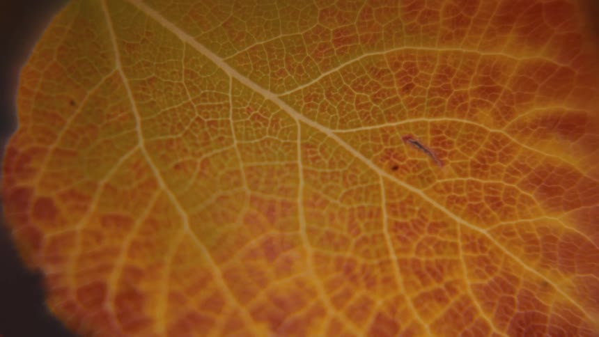 Orange leaf in closeup displaying branching veins