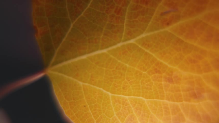 Closeup of an autumn leaf with detailed veins and warm orange textures