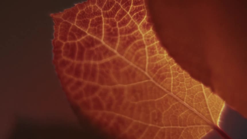 A close view of a vibrant orange and yellow autumn leaf with visible veins backlit by warm light in a soft focus