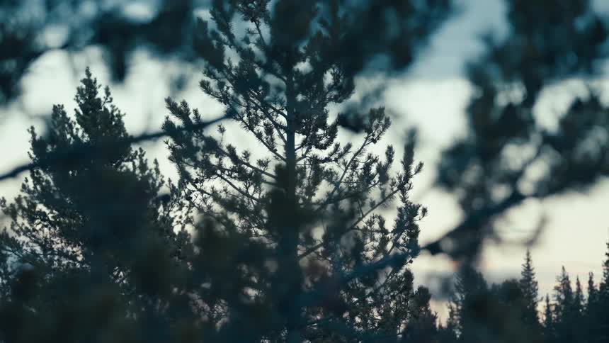 An extreme close view reveals the dark silhouettes of pine tree branches and needles against a bright softly blurred sky at dusk or dawn