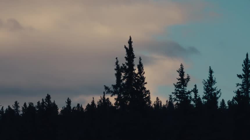 Evergreen trees in the wind at sunset