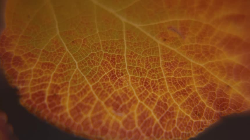 Closeup of a decaying autumn leaf with orange and red veins on a dark background