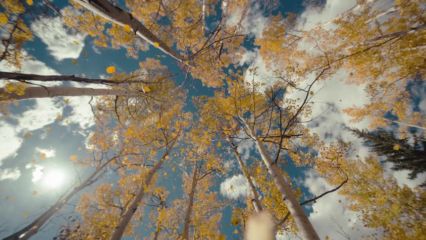 Tall tree canopies with yellow leaves viewed from below against a blue sky