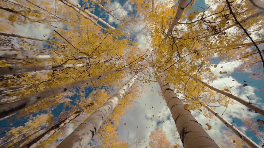 Tall trees with golden autumn leaves stretch upward against a blue sky