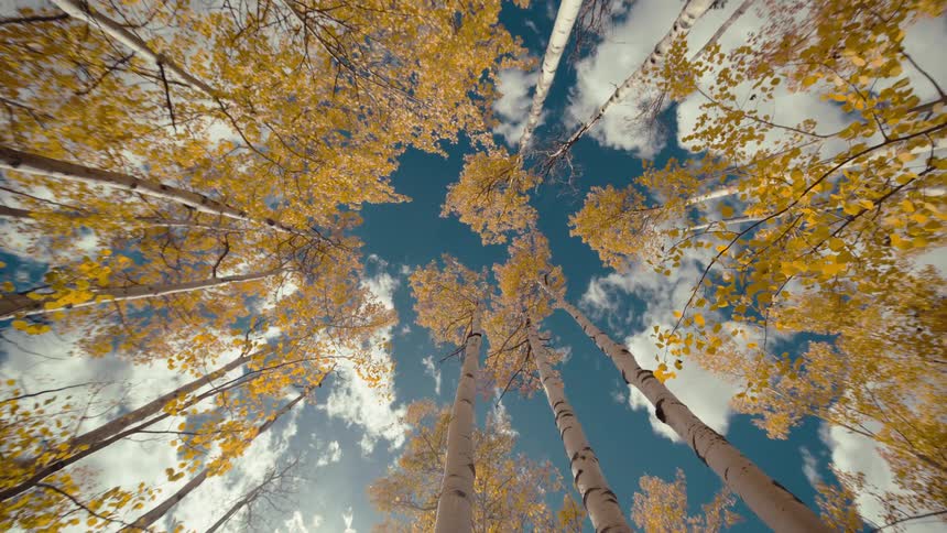 View from below of yellowleaved trees against a blue sky with clouds