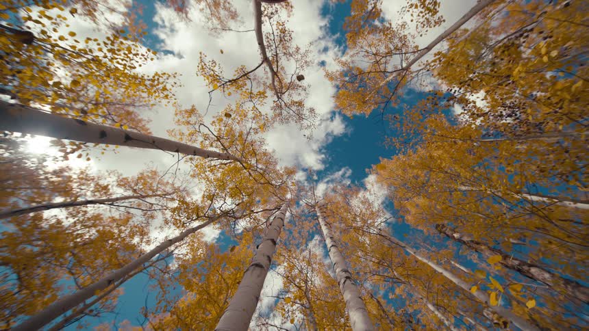 Looking up at tall birch trees as leaves in bright colors fall from the branches
