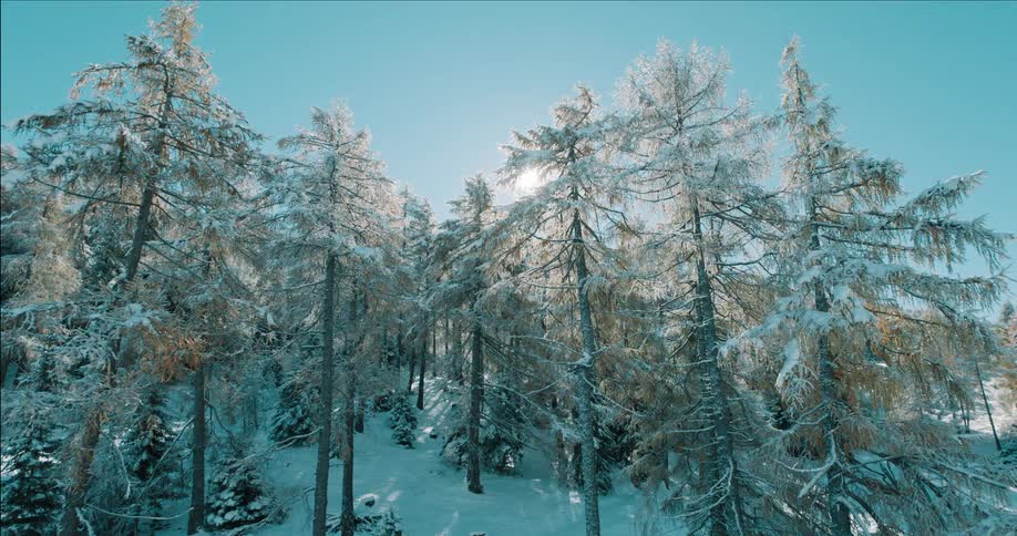 Bright sunlight shines through frosted evergreens in a snowy forest
