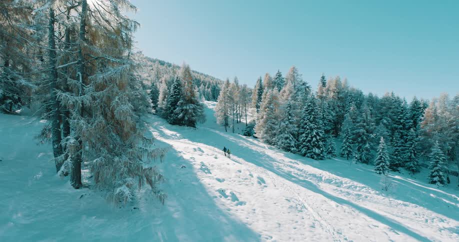 Two hikers walk on a snowy forest trail with snow covered trees under a clear blue sky