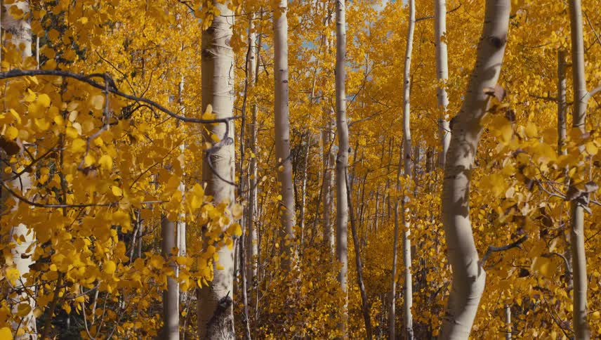 The leafs of all of the trees in a forest have turned bright orange