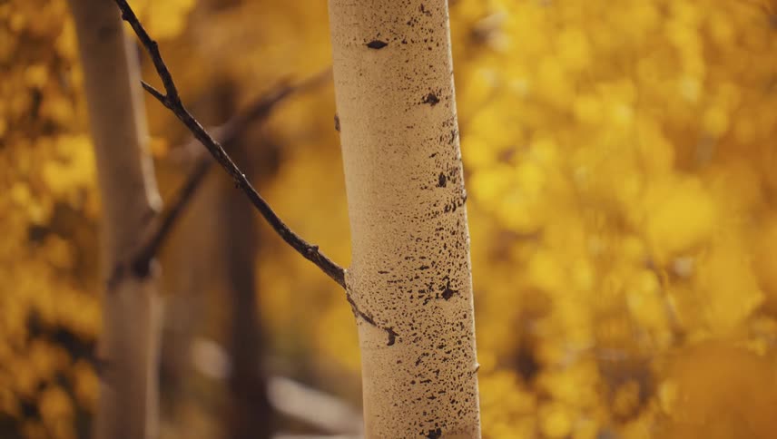 An aspen tree trunk stands in the foreground with golden autumn foliage behind it the midday light shining through as the wind gently sways the leaves