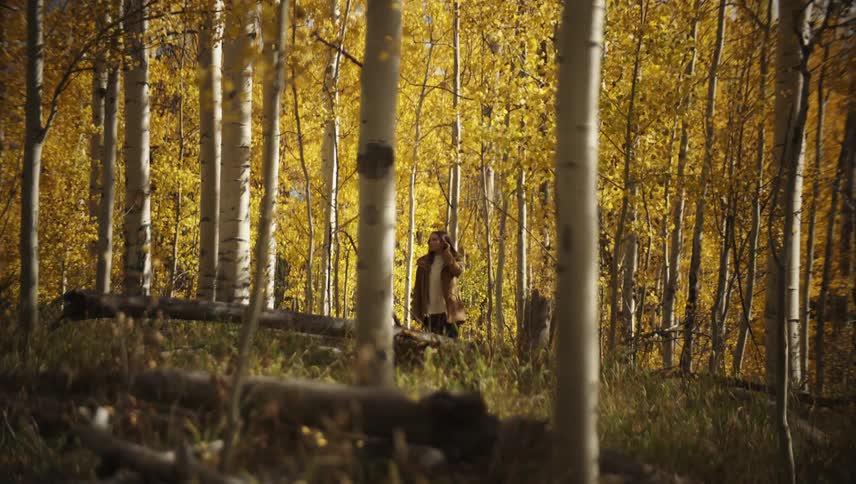 The video shows a person walking through an aspen forest during autumn the tall thin white trunks of the aspen trees are surrounded by bright yellow foliage creating a striking natural scene