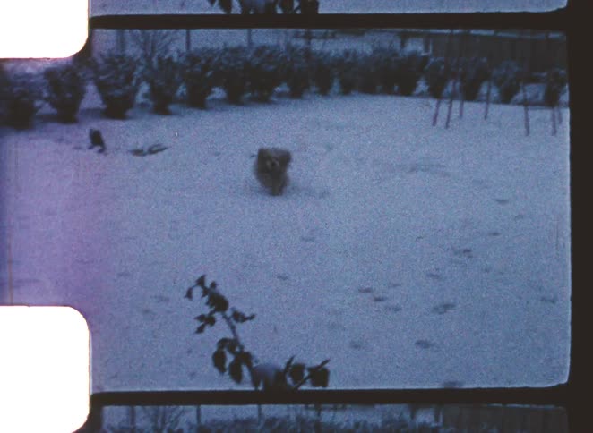 The video shows a small fluffy dog standing alone in a snowcovered backyard the dog seems to be looking toward the camera as it takes a few small steps forward