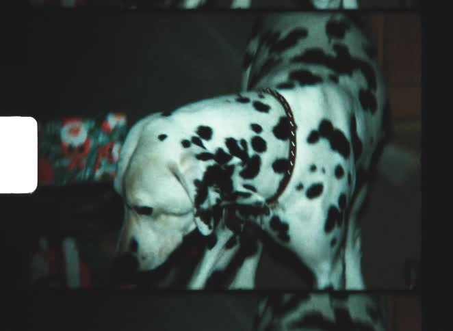 A dog walking around in a house