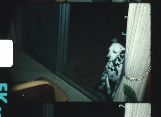 A dalmatian stands outside at night peering through the glass into the living room with a worried expression