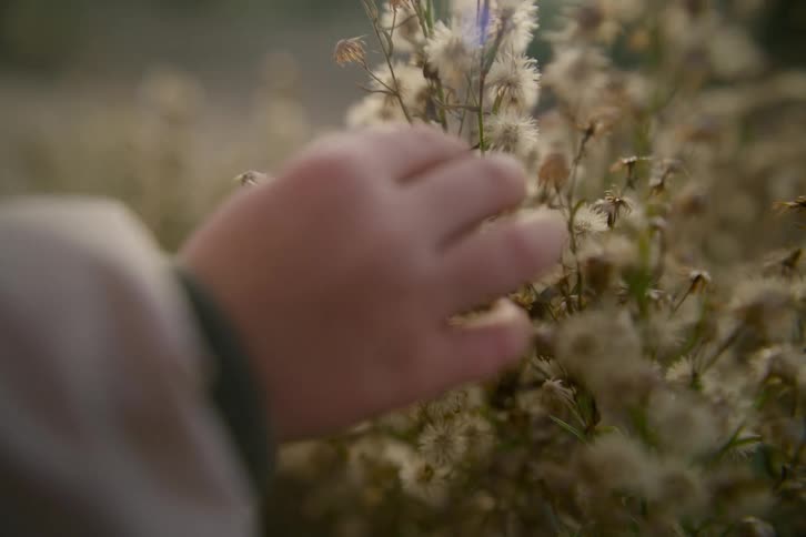 Childs hand touching plants and flowers outside