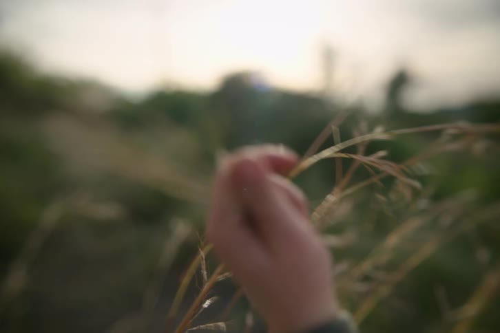 Child touching and holding plants and grass in a rural field