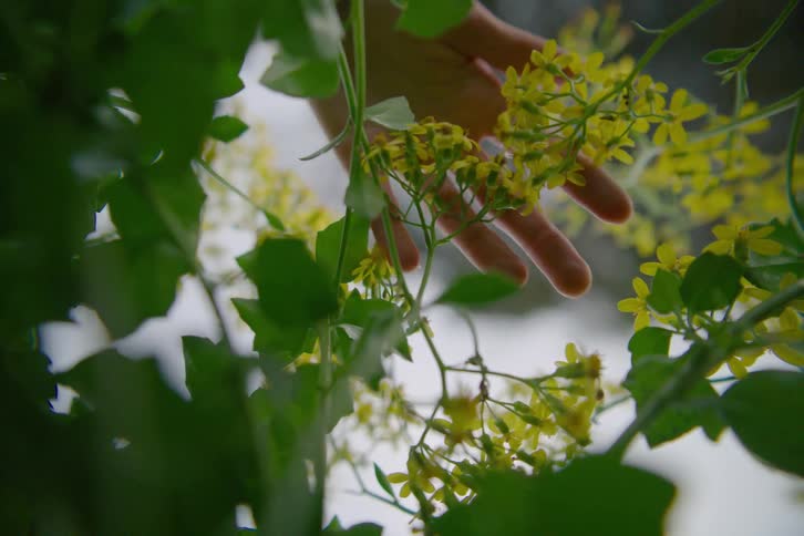 Woman wearing a ring touches the clusters of yellow flowers on a plant on a summer day