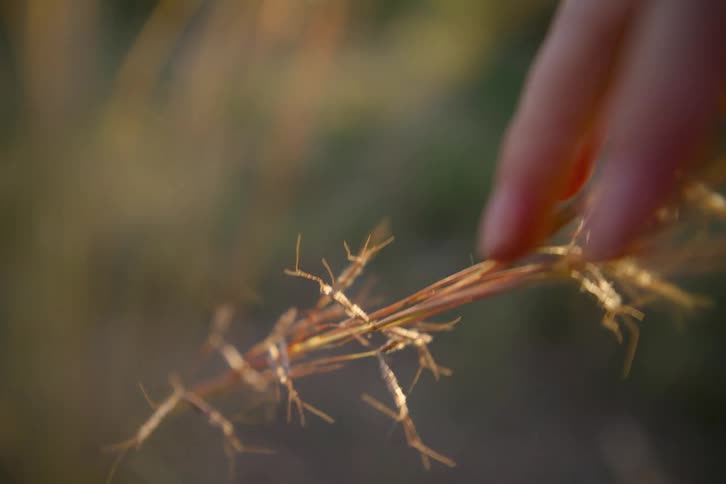 A person touching some tall blades of grass