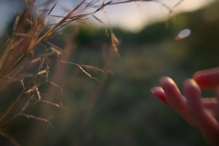 A person touching tall grass in a grassland area