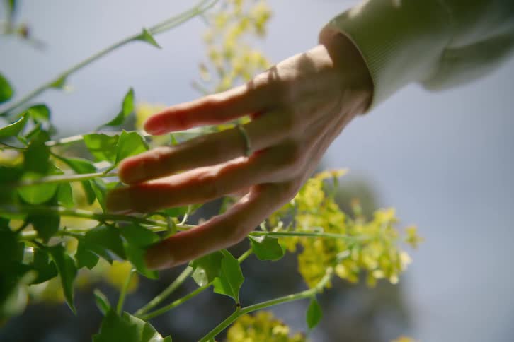 Sunlight shines on a womans hand touching leaves and stems as flowers bloom