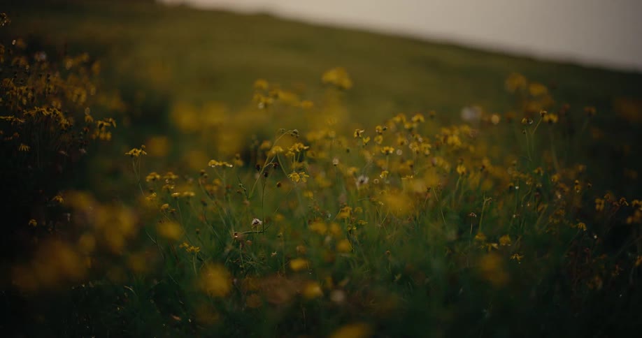 Field with yellow flowers scattered among low vegetation