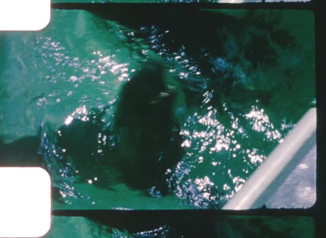 Marine mammals swimming near a vessel in bluegreen water
