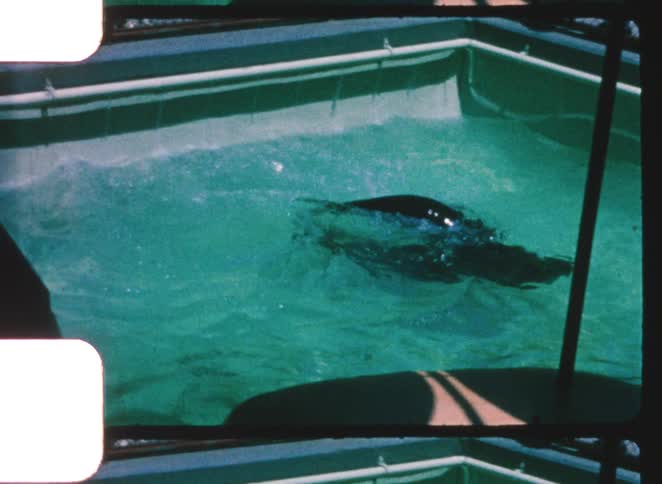 A couple of seals swims underwater in a bright turquoise green pool with white and green tiled edges captured in a vintage 8mm film look