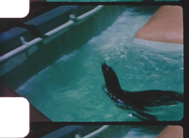 Seal swims to the edge of the pool and jumps while trying to bite