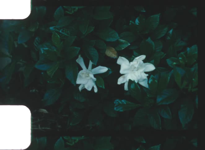 A blurry vintage close view video shows two white gardenia flowers among dark green leaves in an overgrown yard