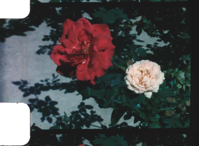 Two flowers in contrasting colors growing side by side among green leaves