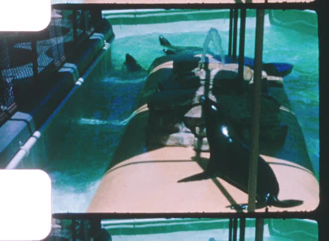 Sea lions on a platform near a pool with other animals in the water