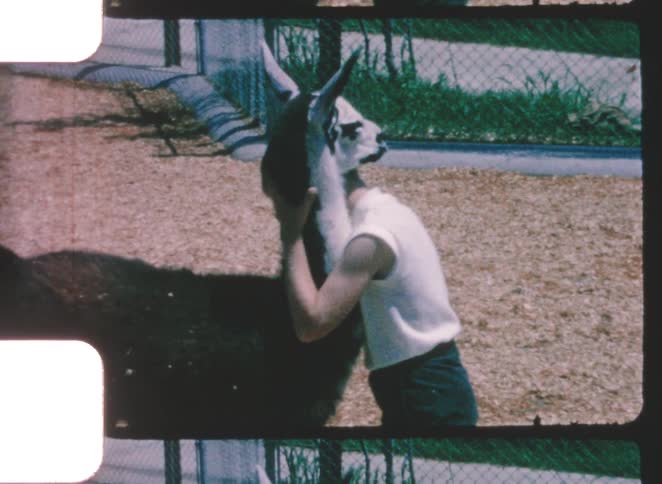 A child hugging a farm animal