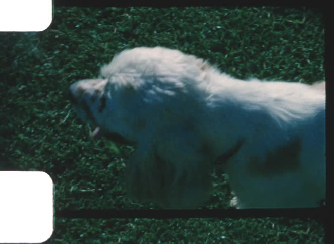 A white dog with long floppy ears is filmed in closeup against a grassy background moving its head toward the camera then turning to lick its muzzle