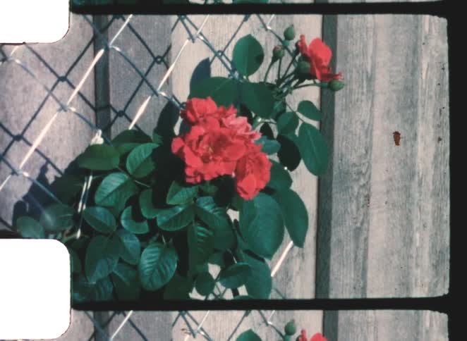 A view of some flowers on a fence