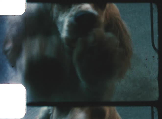 Lightcoated cocker spaniel faces