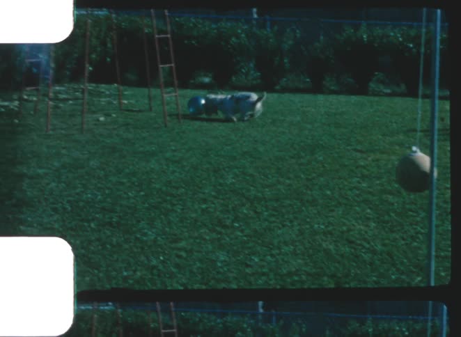 A child and dog playing in a yard