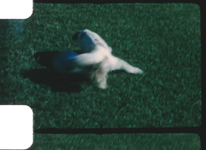 Boy throws a ball and the dog chases it around the lawn on a summer day
